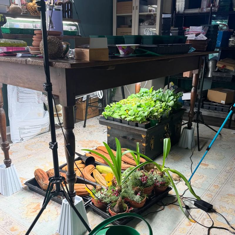 Seed Starting Gives You Rare Varieties For Pennies