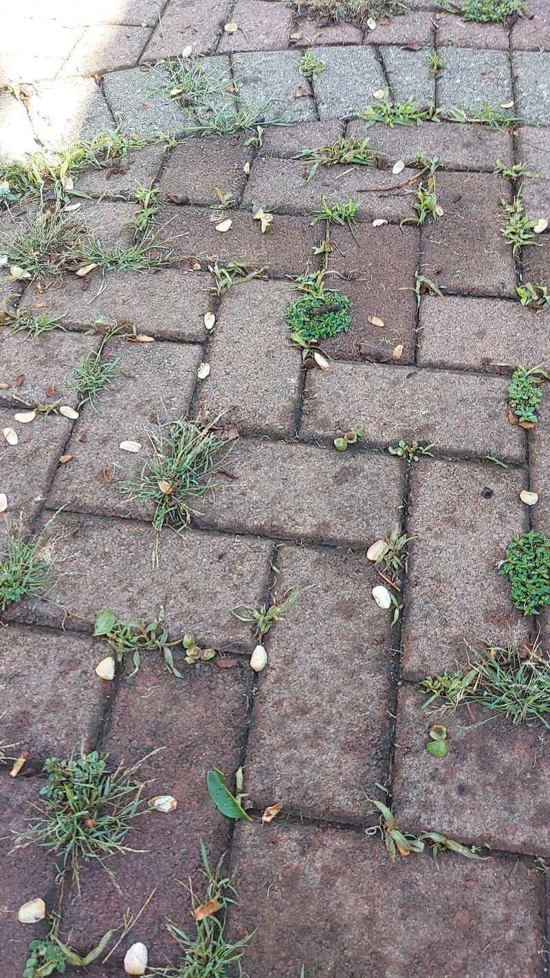 Weed Growth Discourager