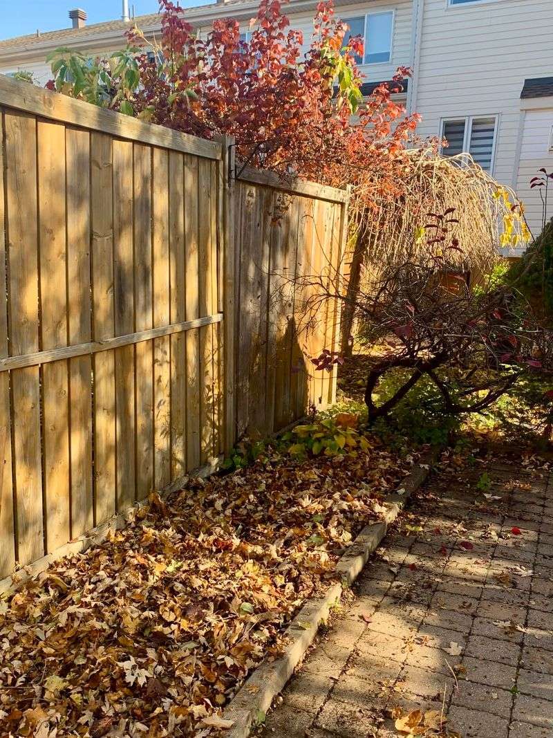 Pests Love Hiding In Leaf Piles