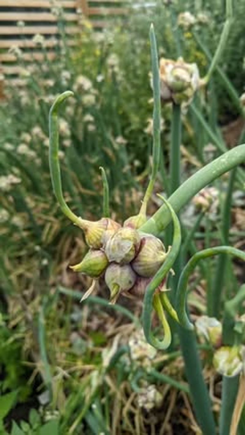 Walking Onions