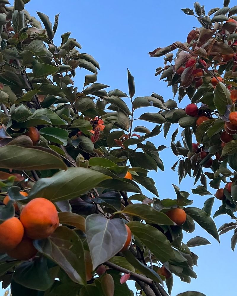 Persimmon (Non-Astringent Varieties)
