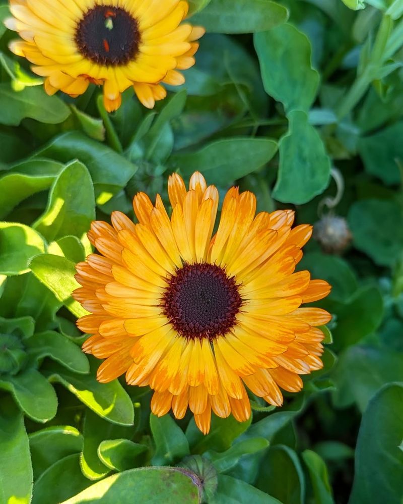 Mulching Around Plants Insulates Roots From Temperature Swings