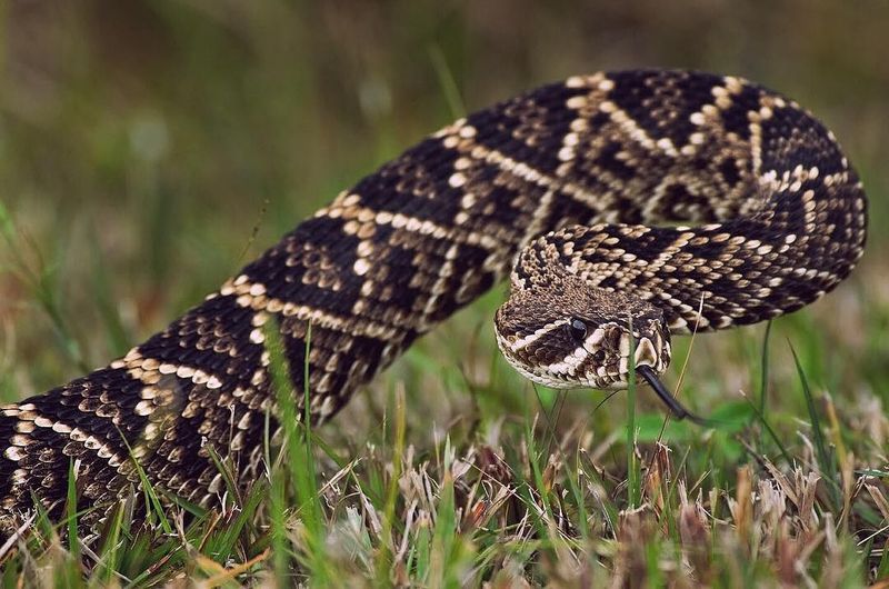 Eastern Diamondback Rattlesnake