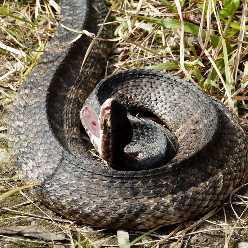 Cottonmouth Water Moccasin