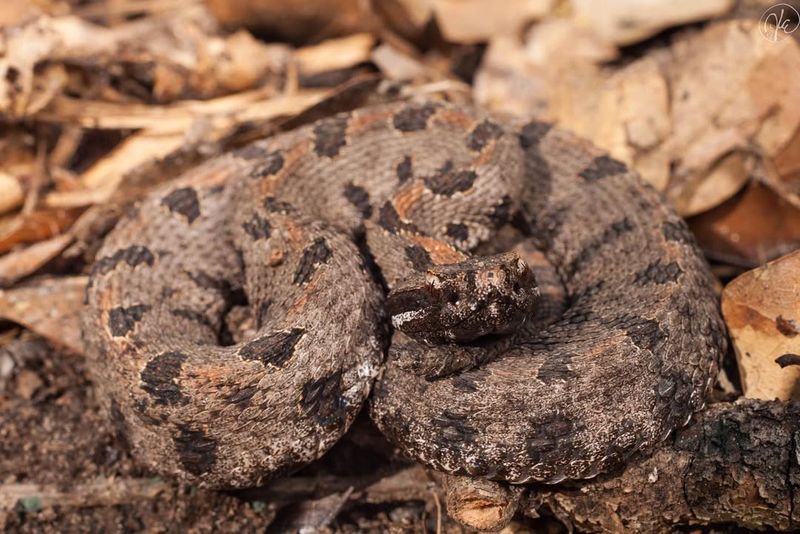 Western Pygmy Rattlesnake