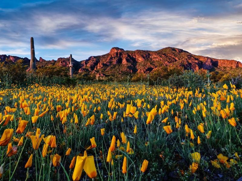 Arizona Poppy's Evening Show