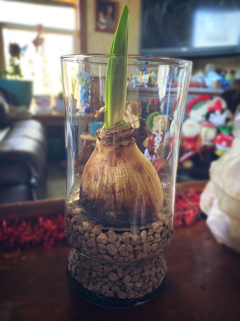 No Garden Required For Growing Success