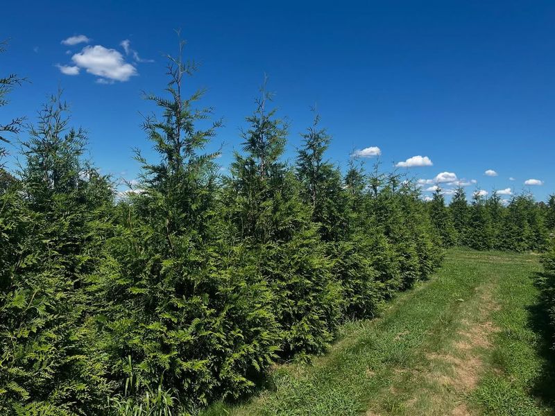 Local Nurseries Driving The Green Giant Trend