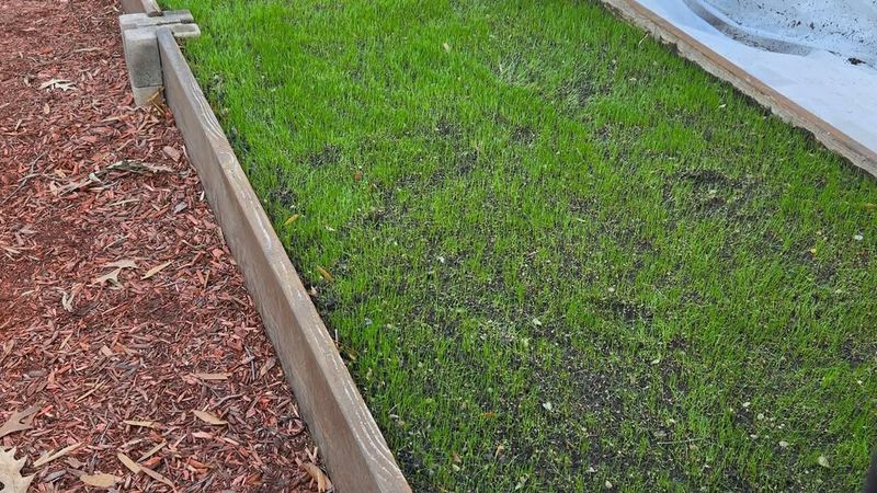 Improves Air Circulation Around Grass Plants