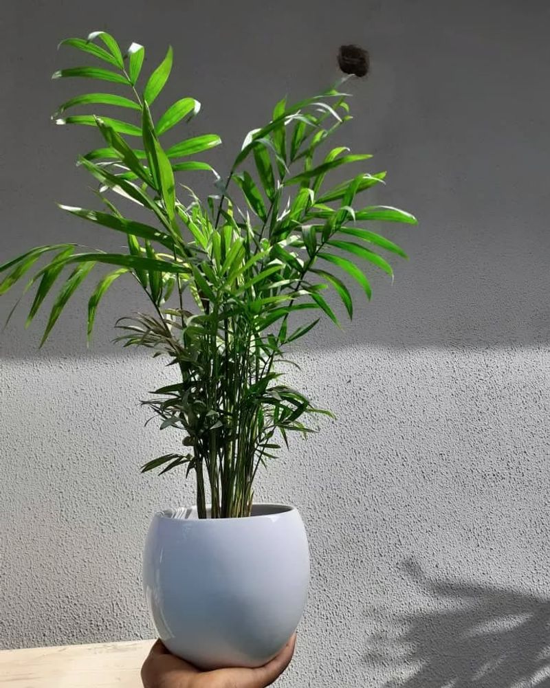 Parlor Palm