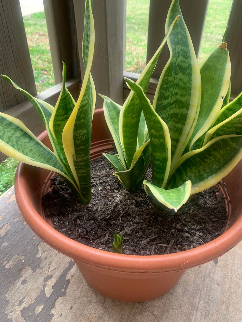 Snake Plant