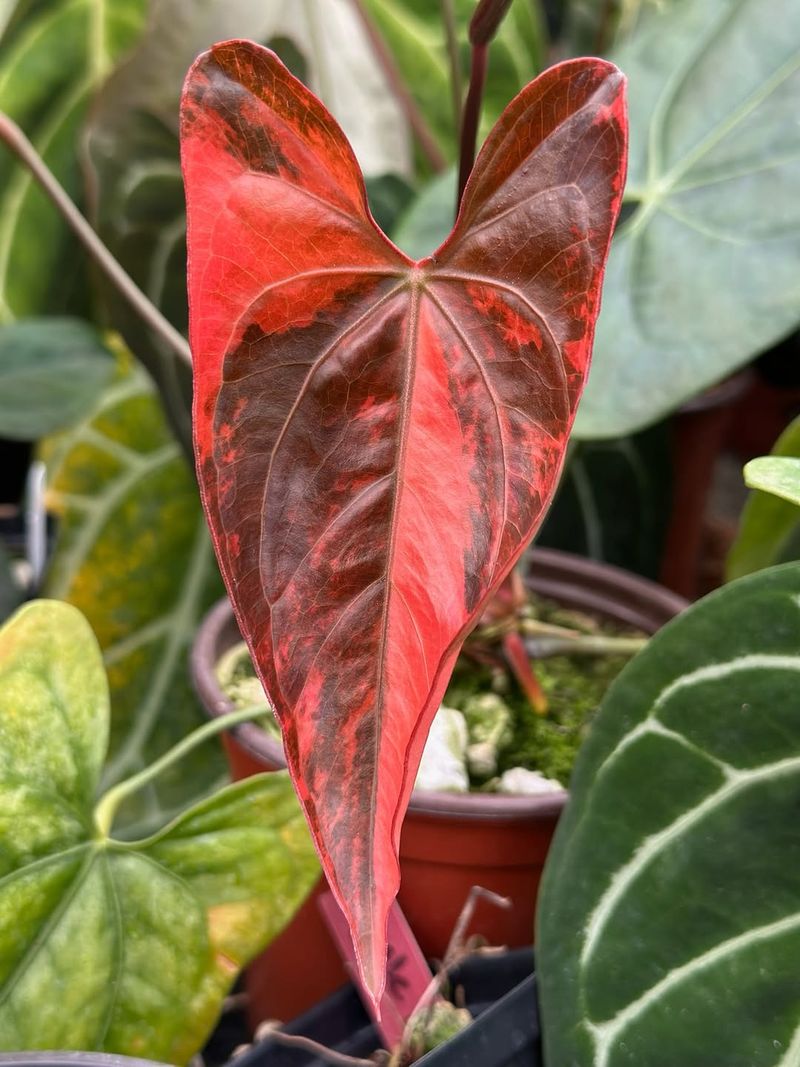 Anthurium