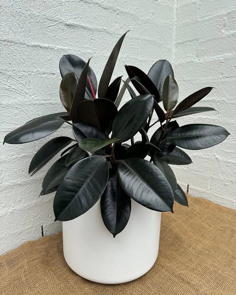 Rubber Plant (Ficus elastica)