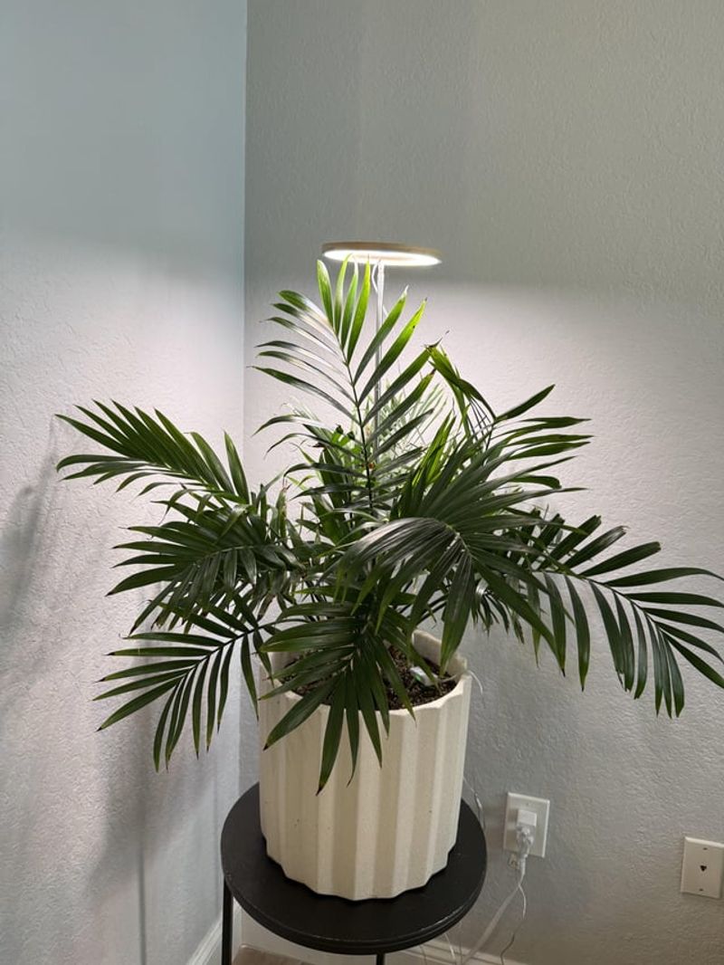 Parlor Palm (Chamaedorea elegans)