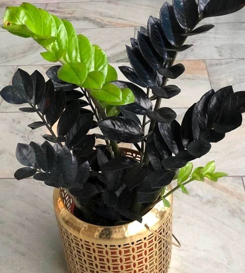 ZZ Plant (Zamioculcas zamiifolia)