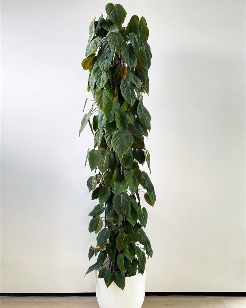 Philodendron