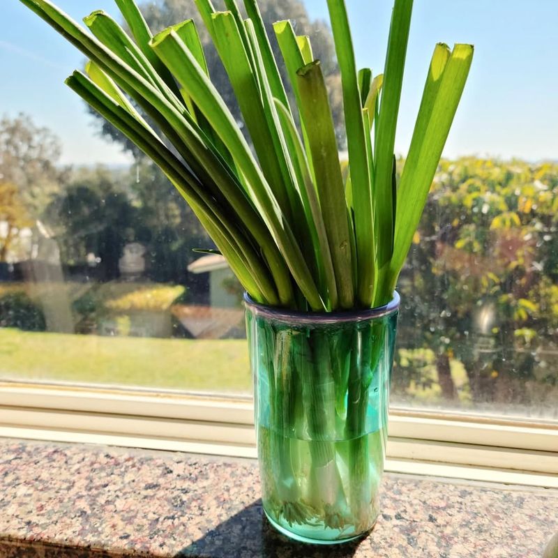 Green Onions And Scallions