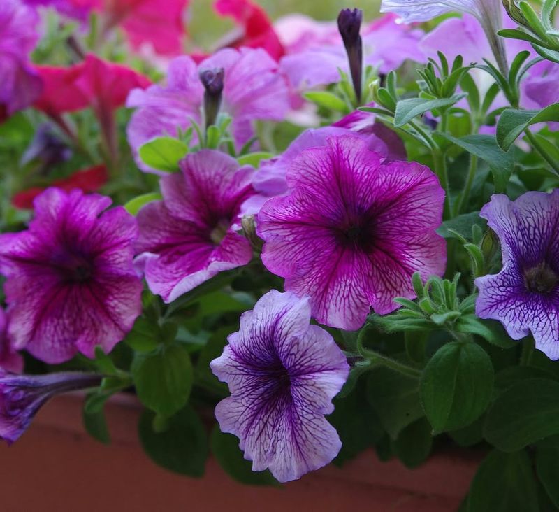 Petunias