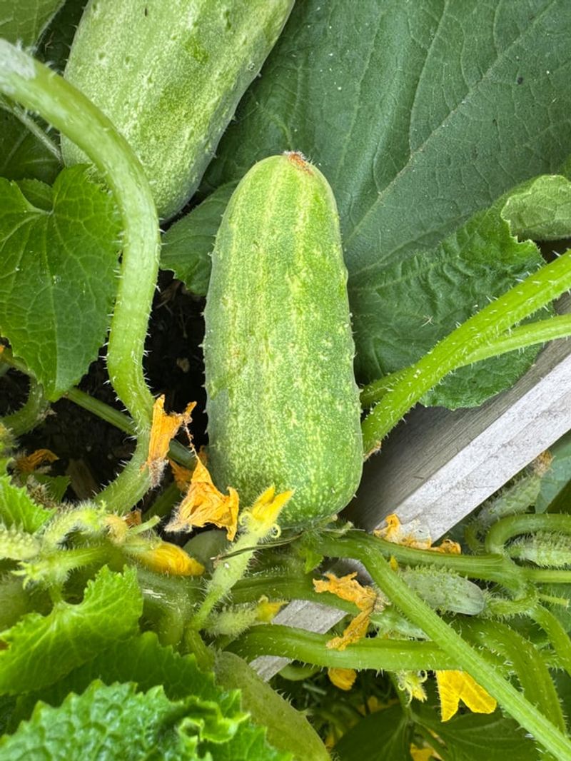 Cucumbers
