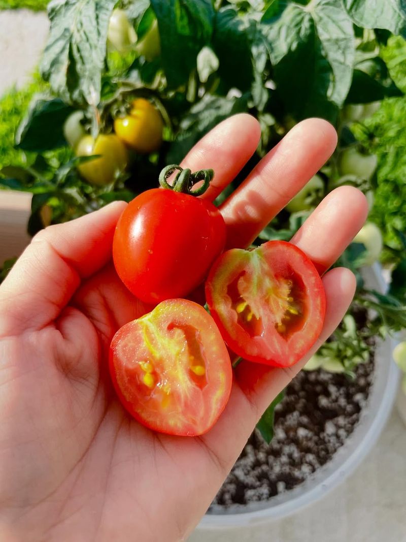Compact Cherry Tomatoes