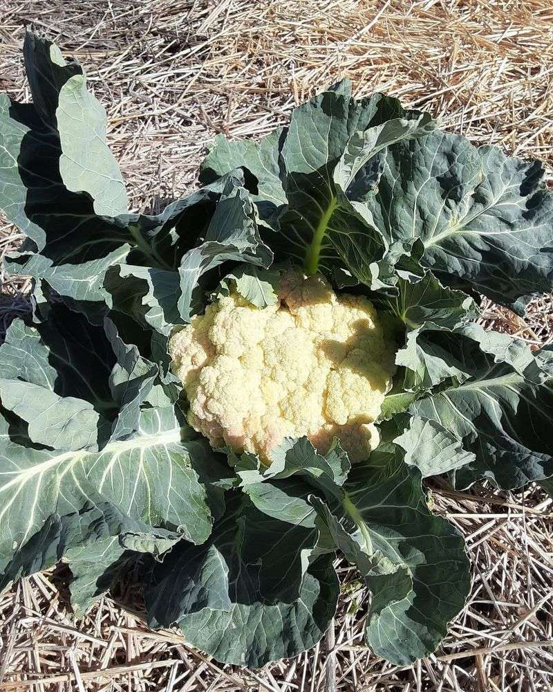 Cauliflower Develops Brown Spots