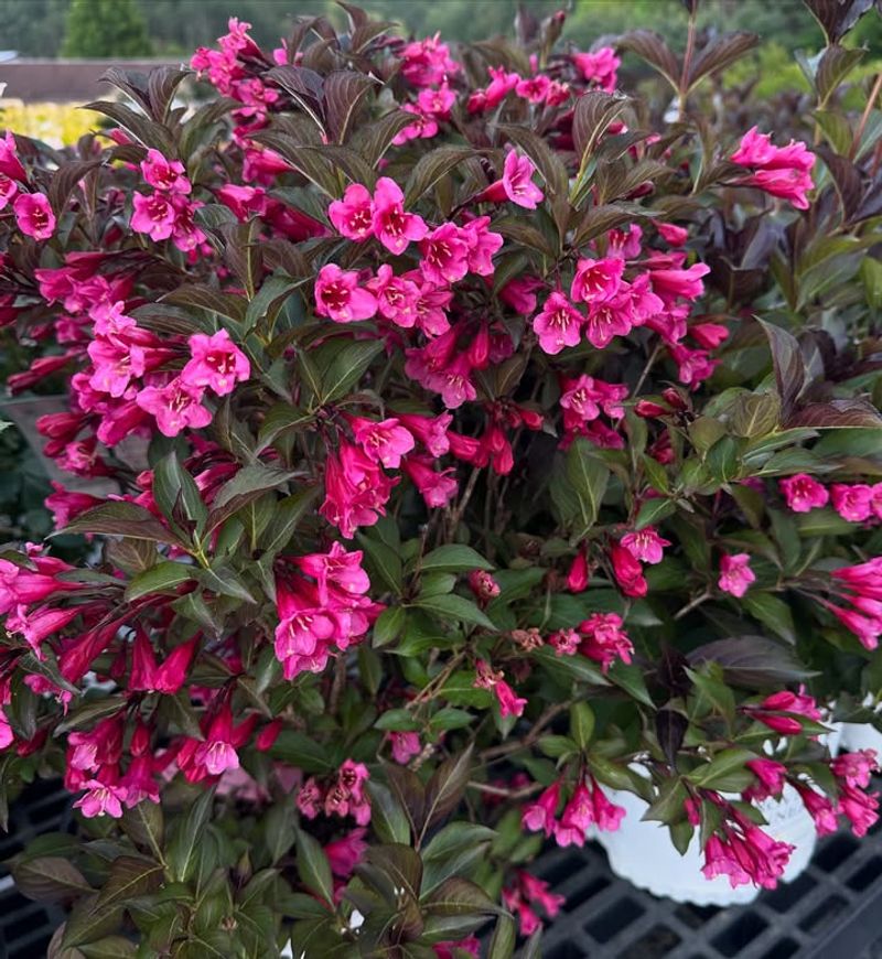 Weigela