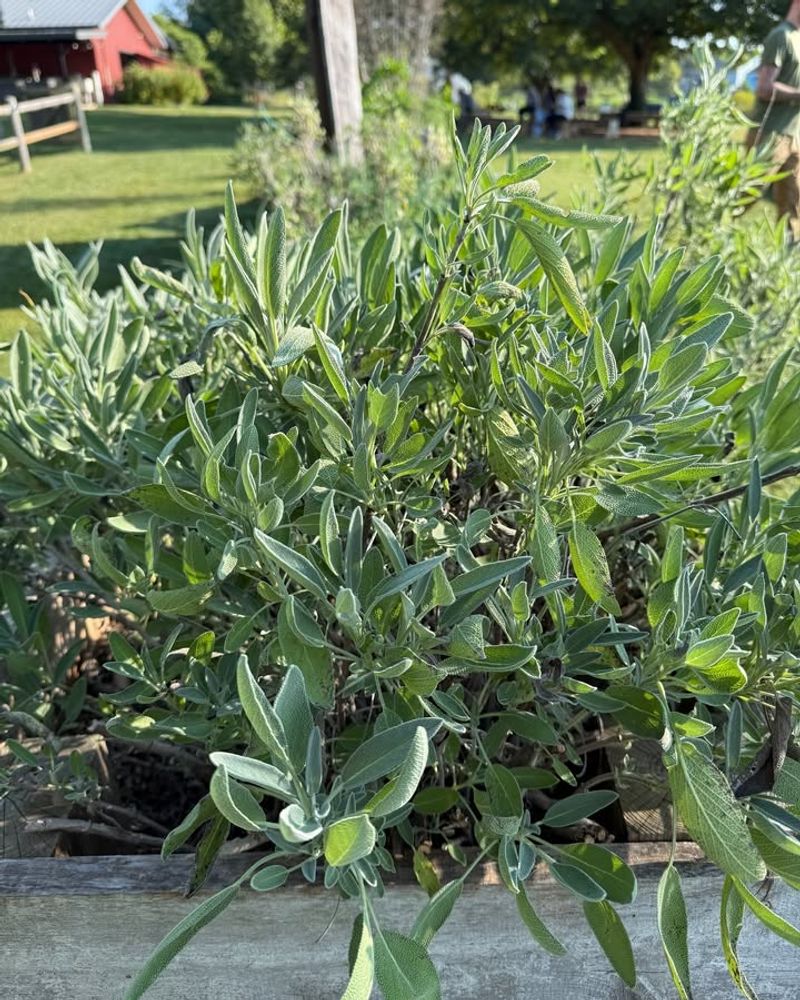 Perennial Herbs