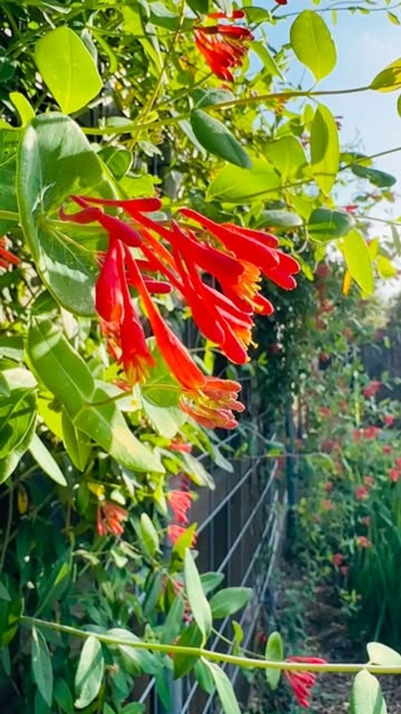 Honeysuckle Vines