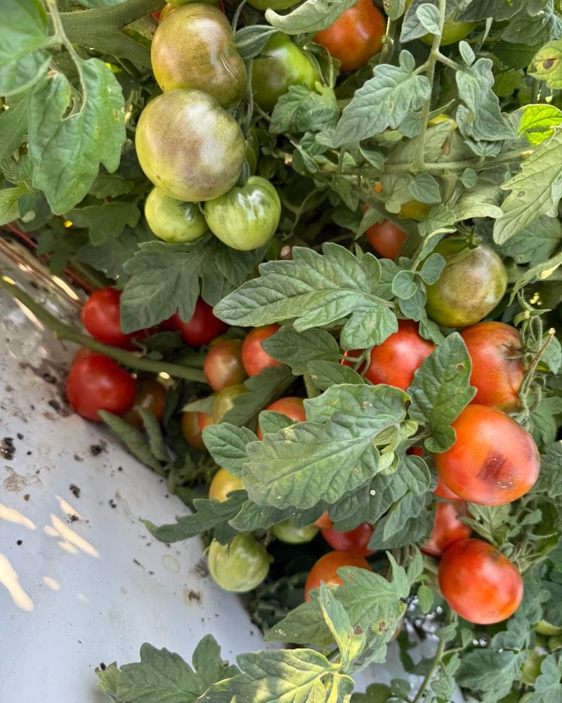 Low-Lying Areas That Collect Water