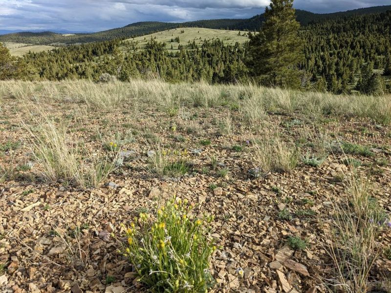 Windy, Exposed Hilltops Or Open Fields