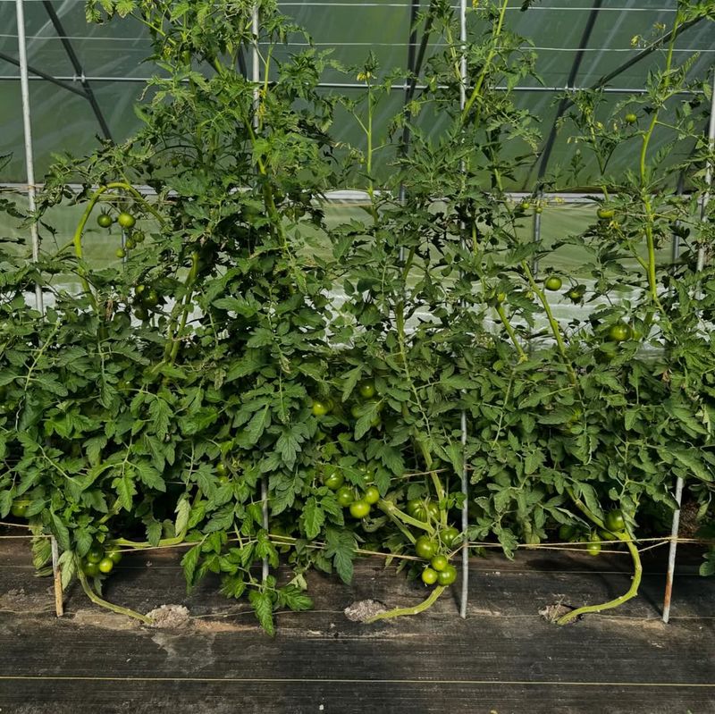 Sites With Contaminated or Unknown Soil History