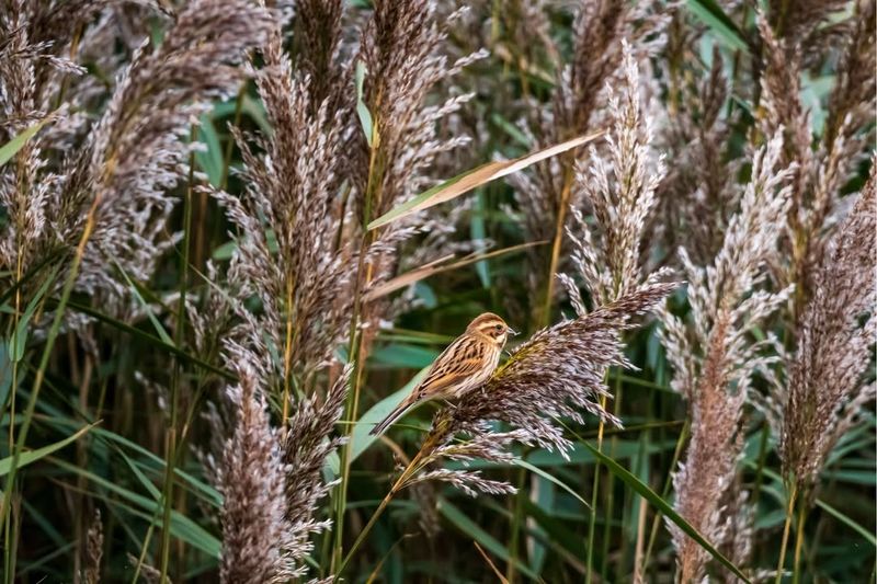 Phragmites (Common Reed)