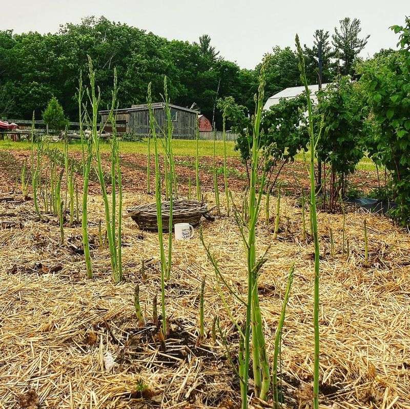 It Grows Incredibly Fast And Takes Over Quickly