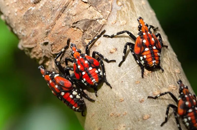 Georgia Faces A Growing Lanternfly Threat