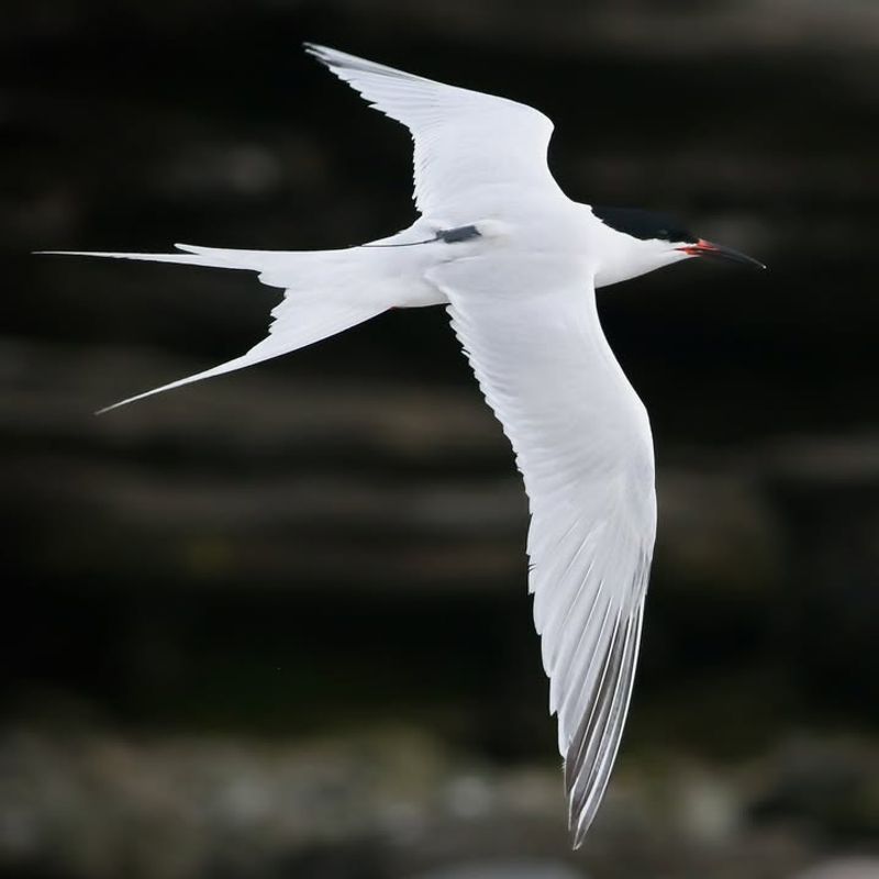 Roseate Tern