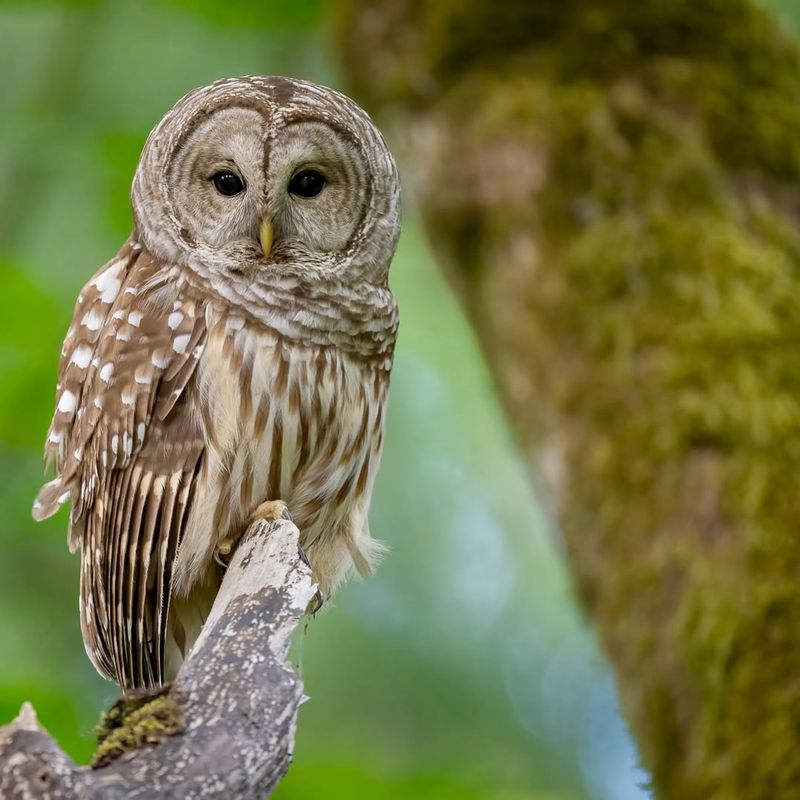 Barred Owl