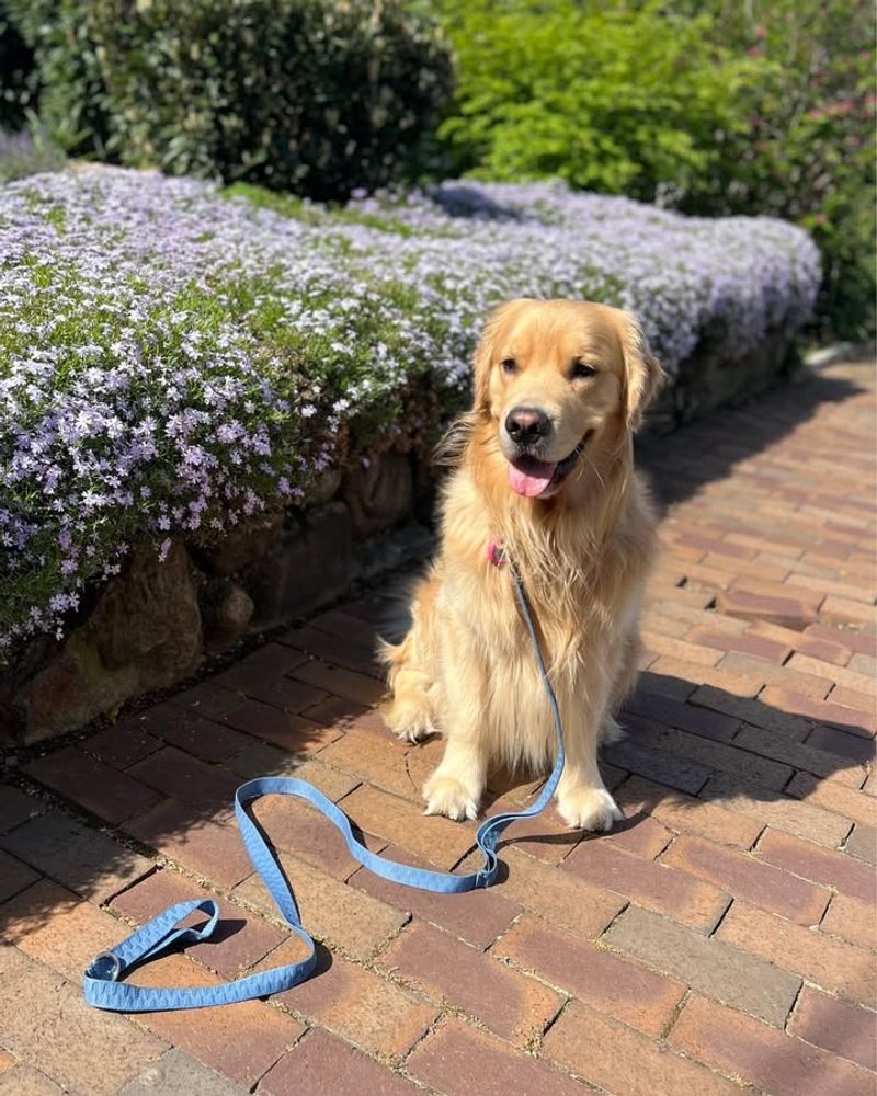 Keep Pets Indoors Or On Short Leashes