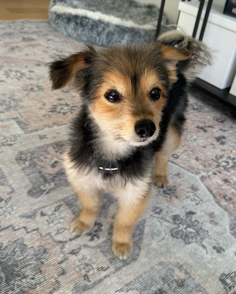 Bring Pets Inside Immediately