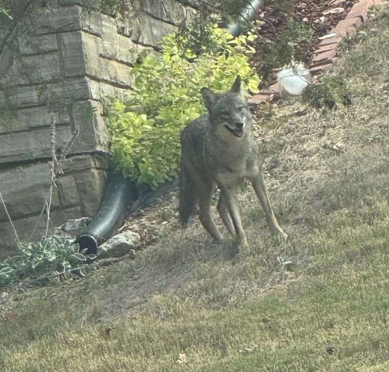 Bring Pets and Children Inside Immediately