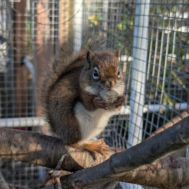 Disrupts Hibernation and Seasonal Behavior