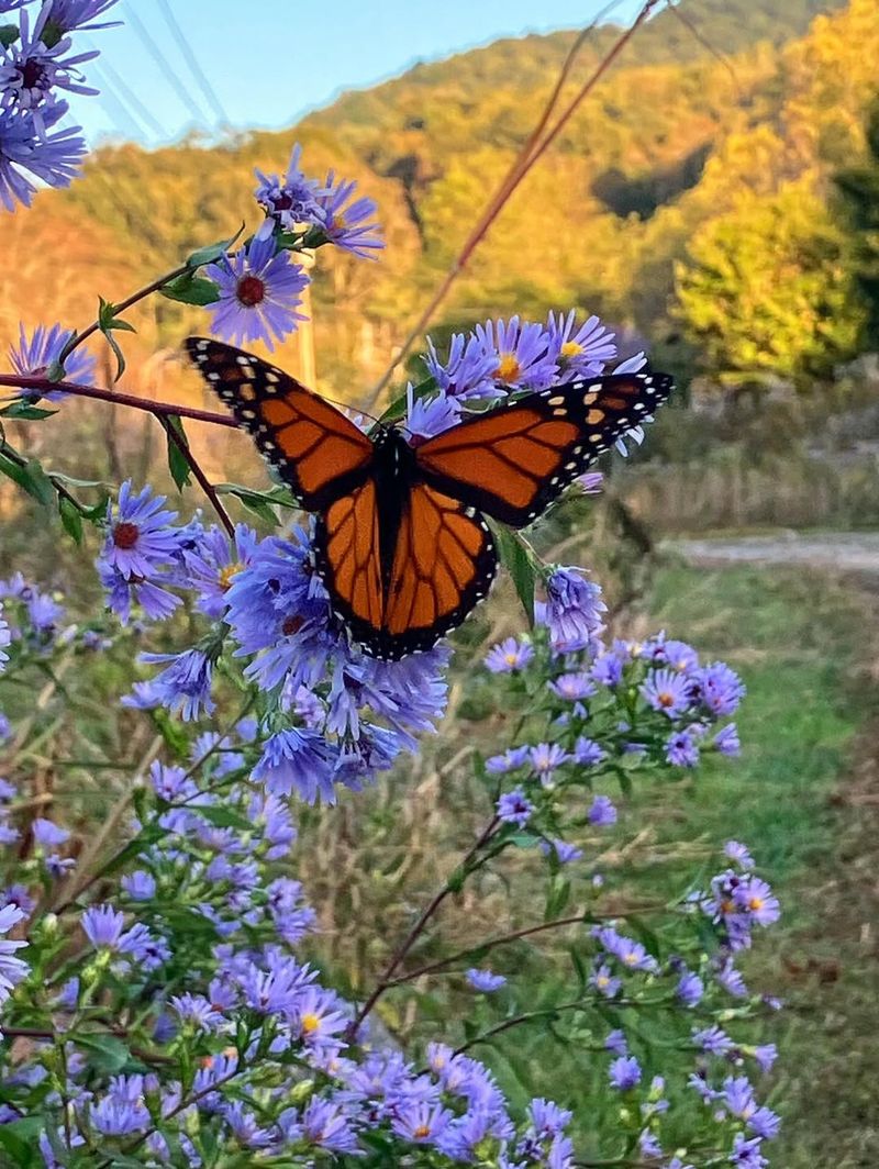 Supports Butterflies And Other Beneficial Insects