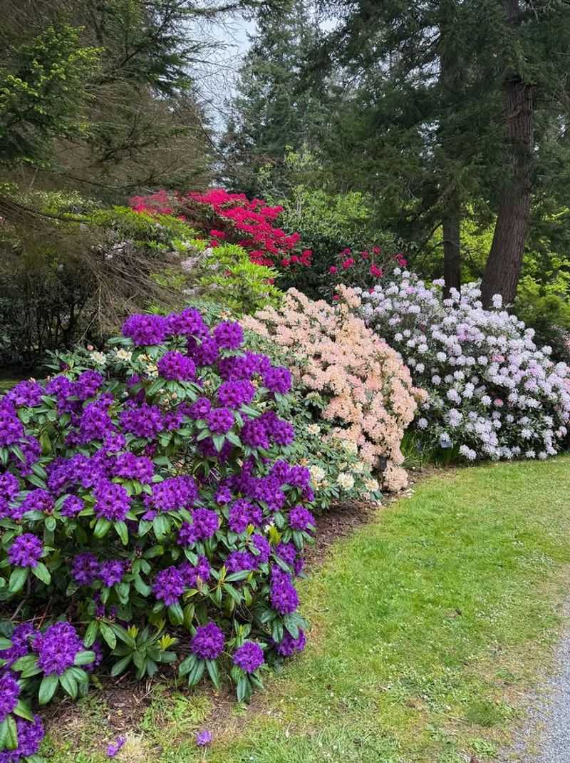 Rhododendrons