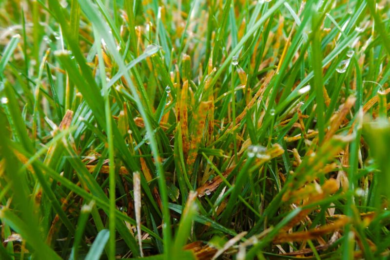 Disease Pressure Increases On Stressed Turf