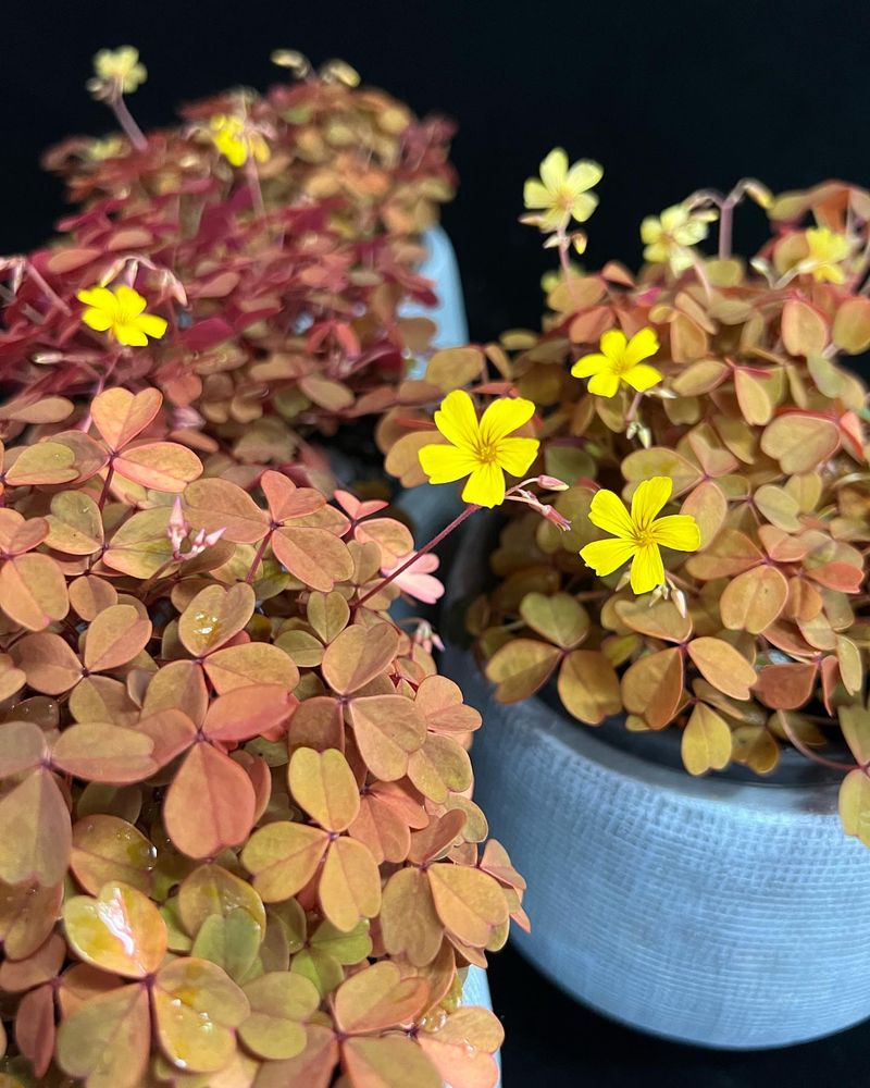 Oxalis