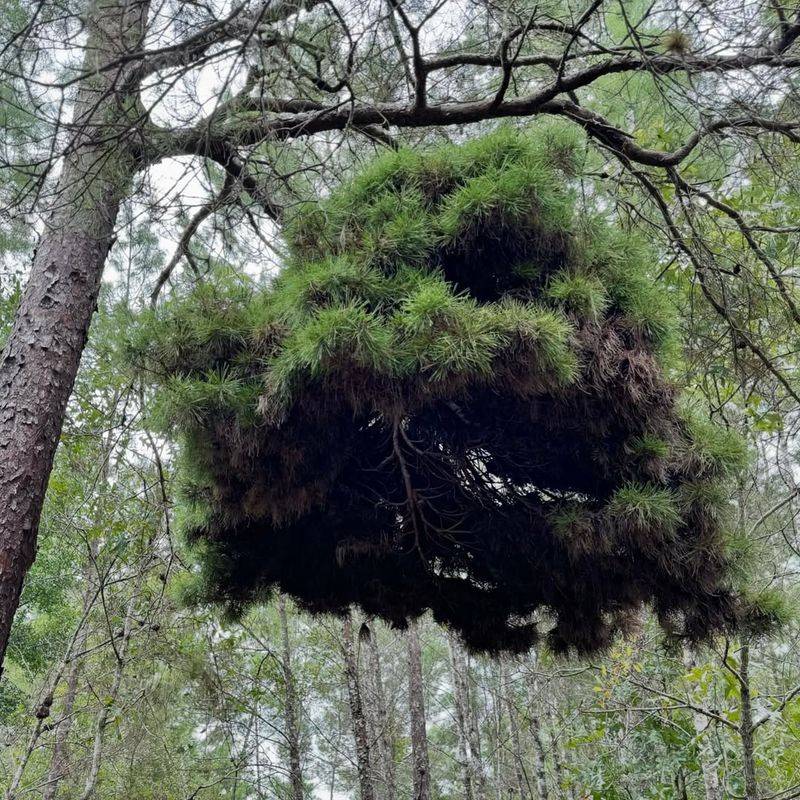 Witch's Broom Growth