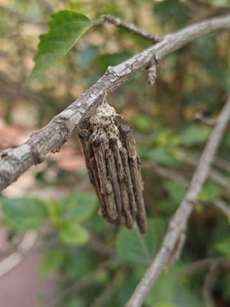 Bagworms Create Hanging Leaf Pouches