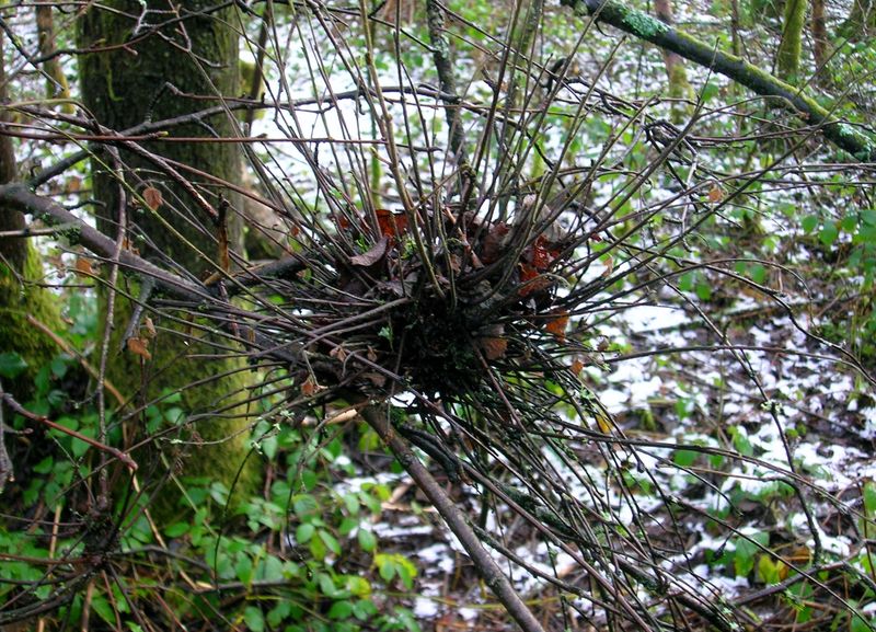 Witches' Broom Looks Spooky But It's Harmless