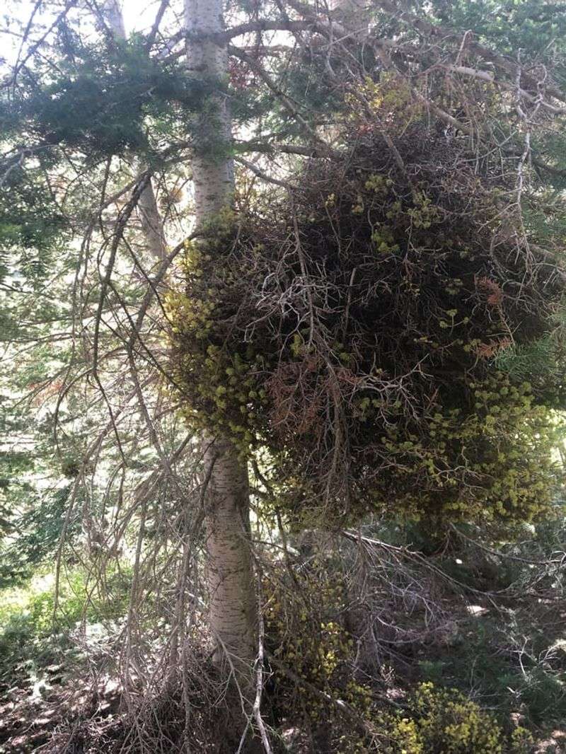 Witches' Broom Disease Creates Clustered Growth Patterns