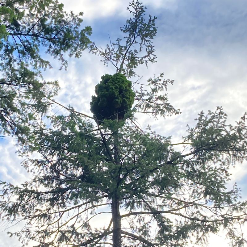 Witches' Broom Disease Creates Dense Growth