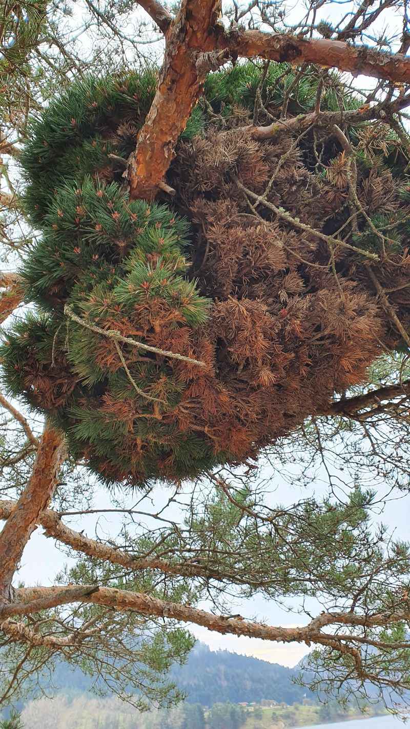 Witch's Broom Disease Creates Odd Growth